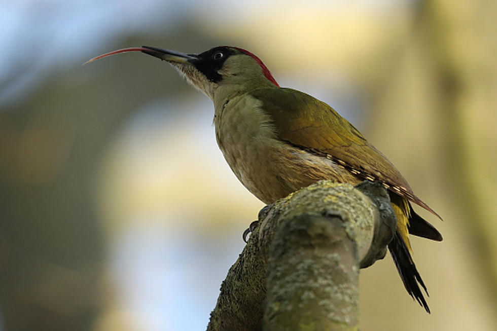 How to Bird Watch in Central Minnesota