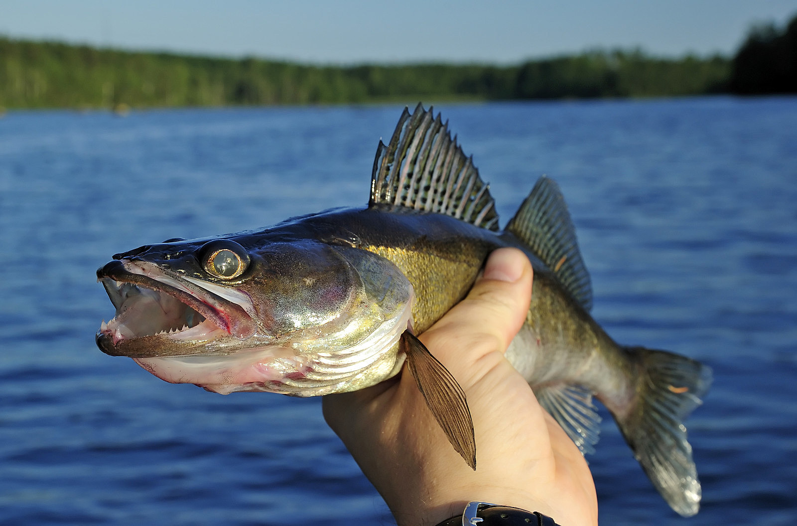 Walleye Harvest Limits Announced for Mille Lacs, Upper Red Lake