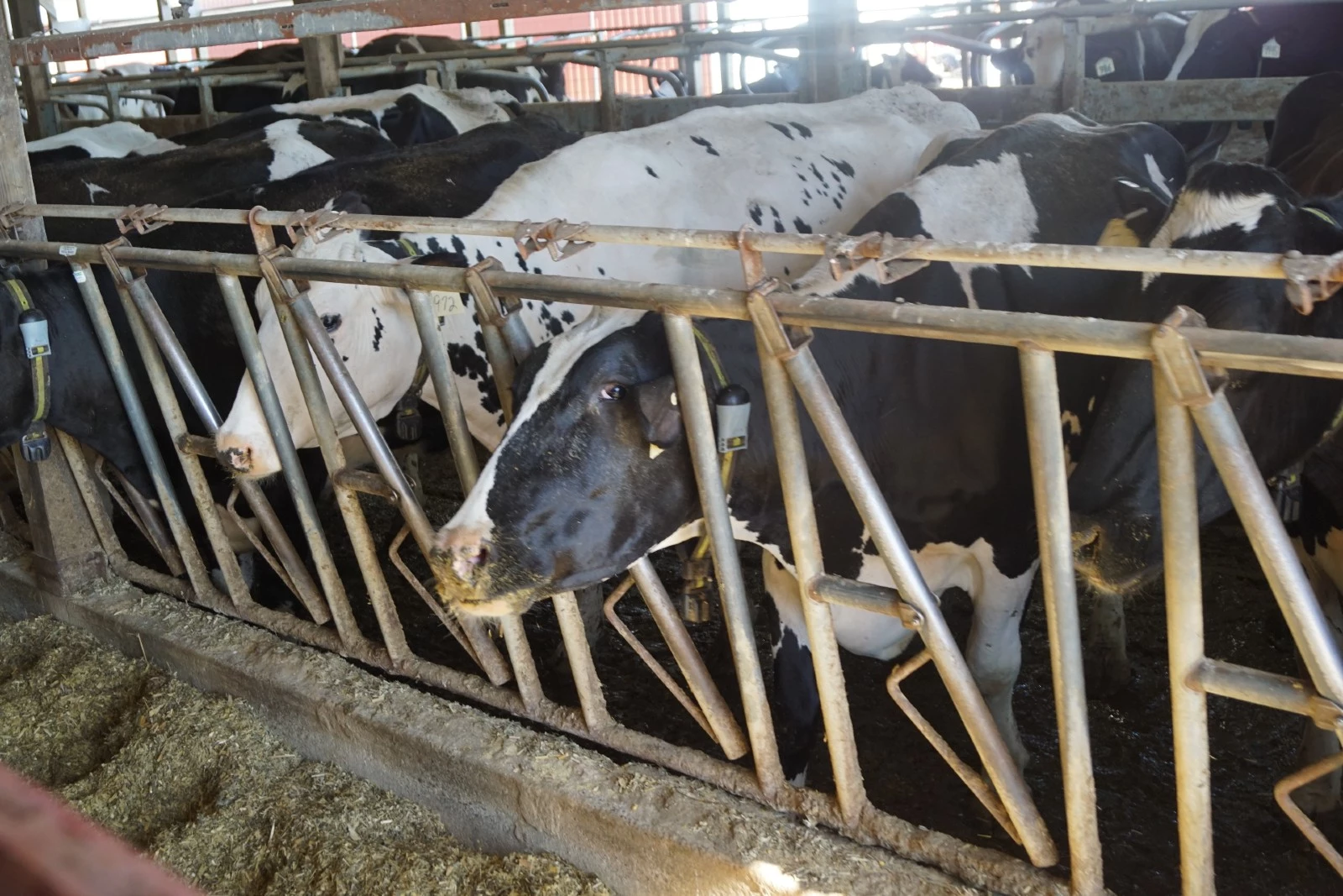 Bird Flu Moves to Dairy Cattle – What To Look For