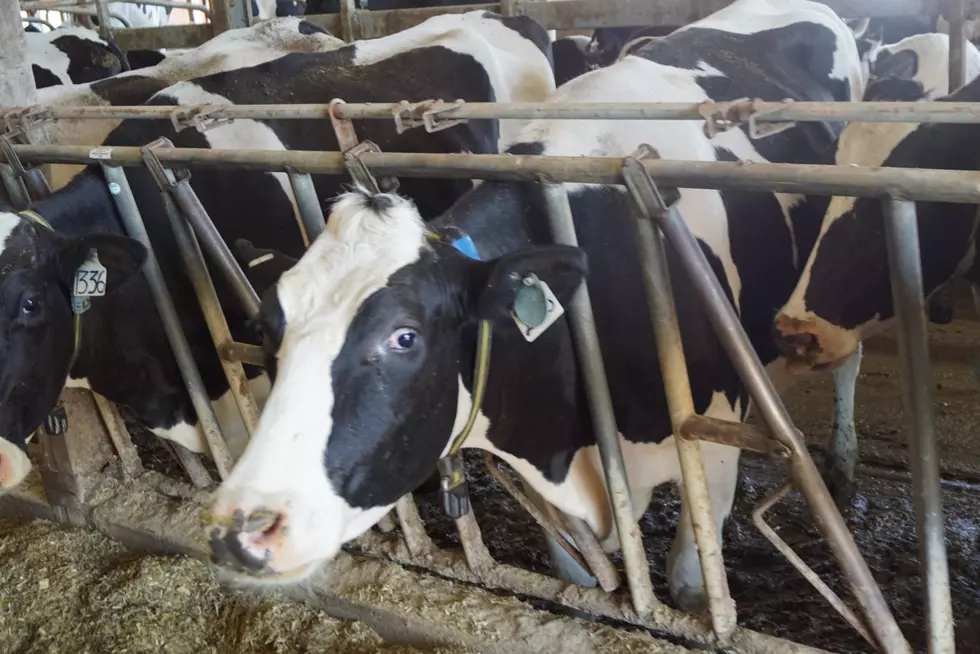 Dairy Farms Have New Grants Available