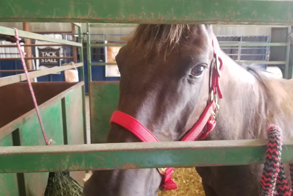 Sunday at the Stearns County Fair &#8211; Wild West Show and Karaoke!