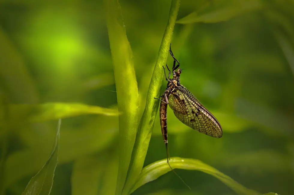 NWS: Mayfly Hatch Spotted on Radar Screen