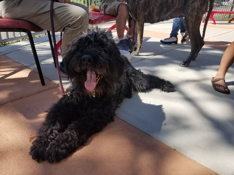 De-Stress With Pets At SCSU