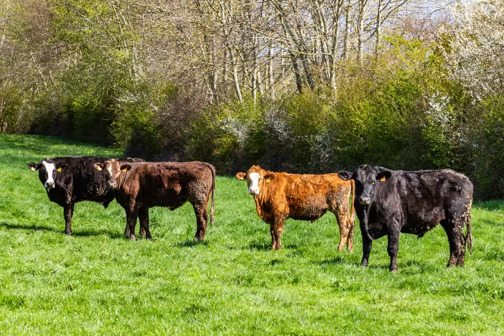 Anthrax Found in Minnesota Cattle