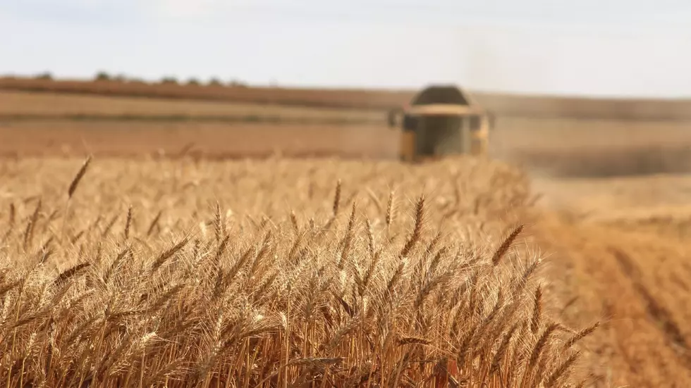 Wheat Harvest Underway