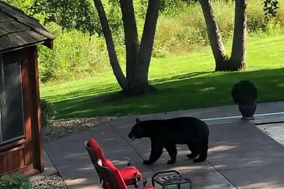 Bear Sightings in Central Minnesota Aren't Uncommon