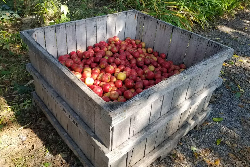 The Apple Harvest Is Underway