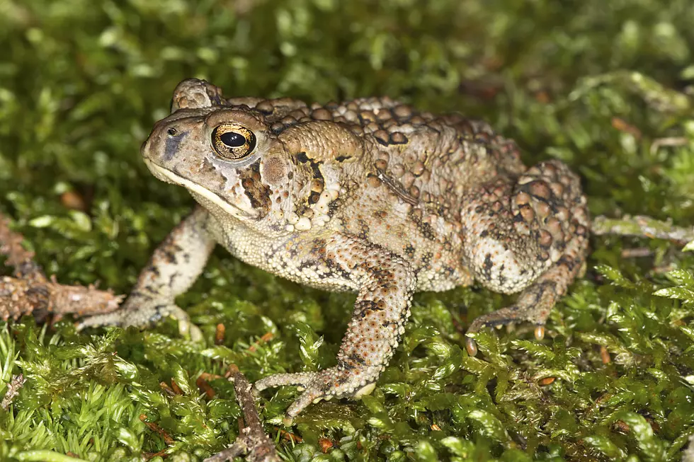 Here’s Why You May Be Seeing More Toads in Your Yard This Year