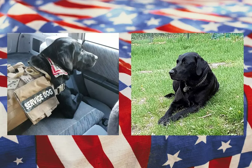 Veteran’s Service Dog Lost In St. Cloud