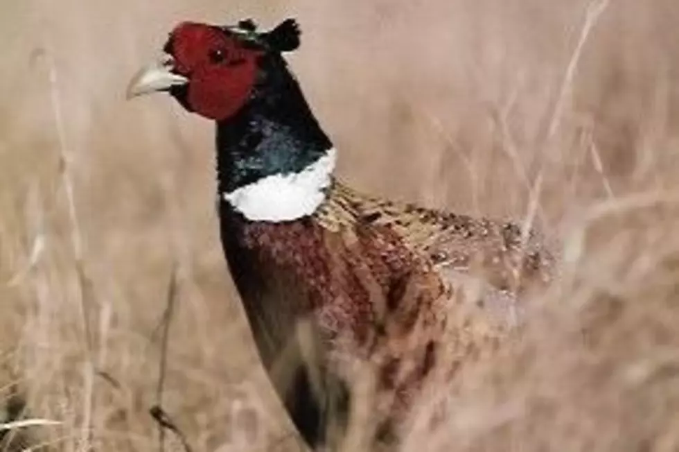 Pheasant Opening Weekend Takeaway; Fall Fishing