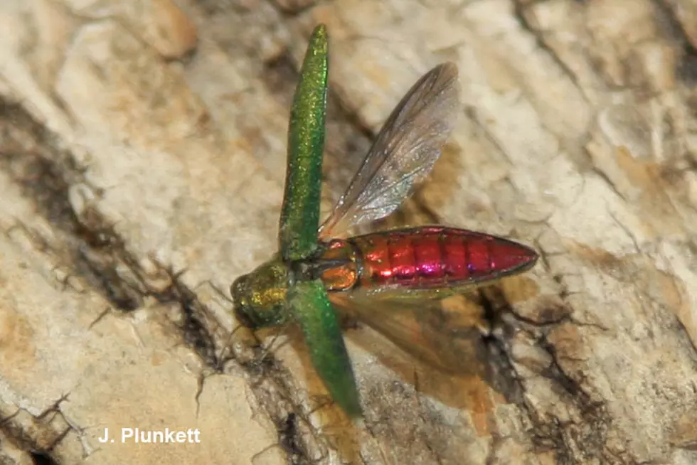 Emerald Ash Borer Discovered in Another Minnesota County