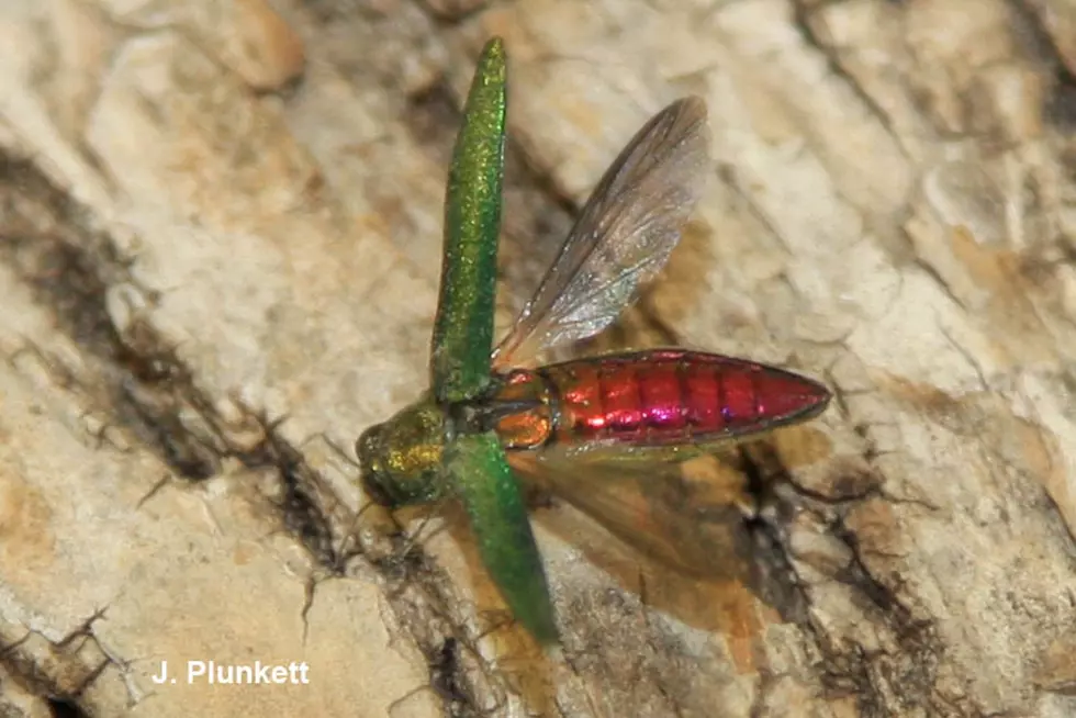 Emerald Ash Borer Found in Isanti County