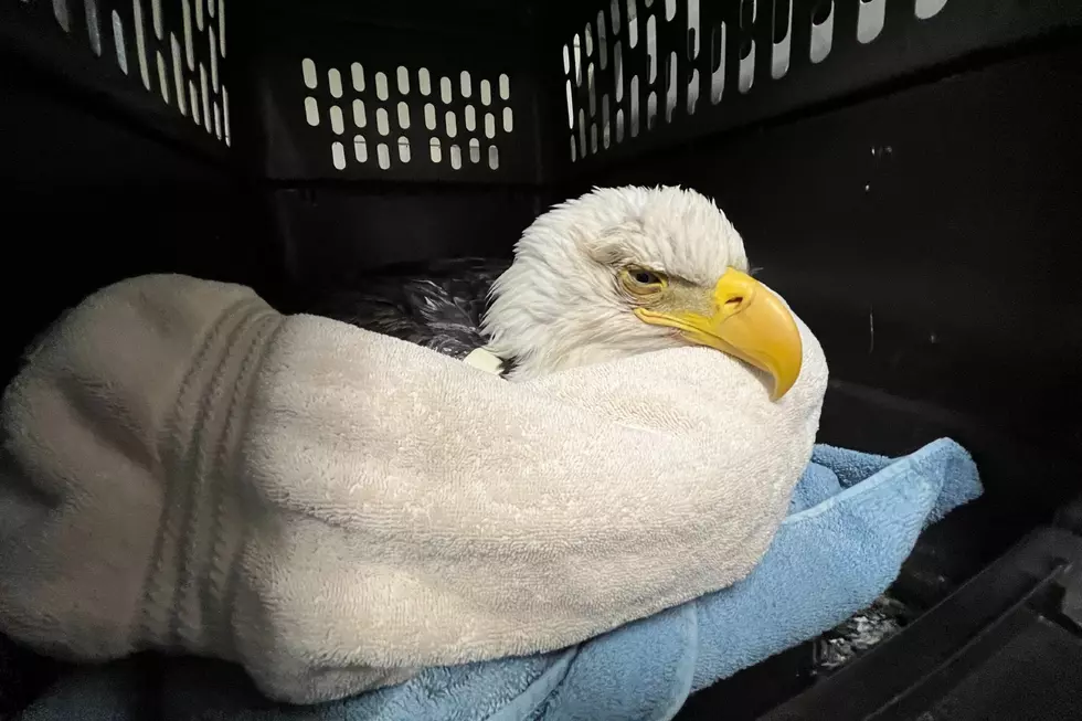 Sick Bald Eagles Being Treated for Poison at The Raptor Center