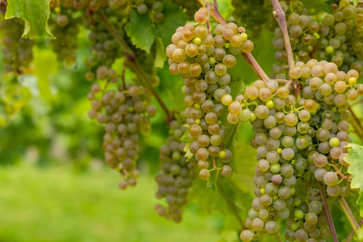 U-of-M Releases Its Newest Cold-Hardy Wine Grape
