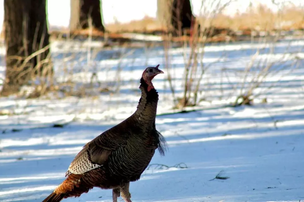 Turkey Hunting Just Around the Corner in Central MN