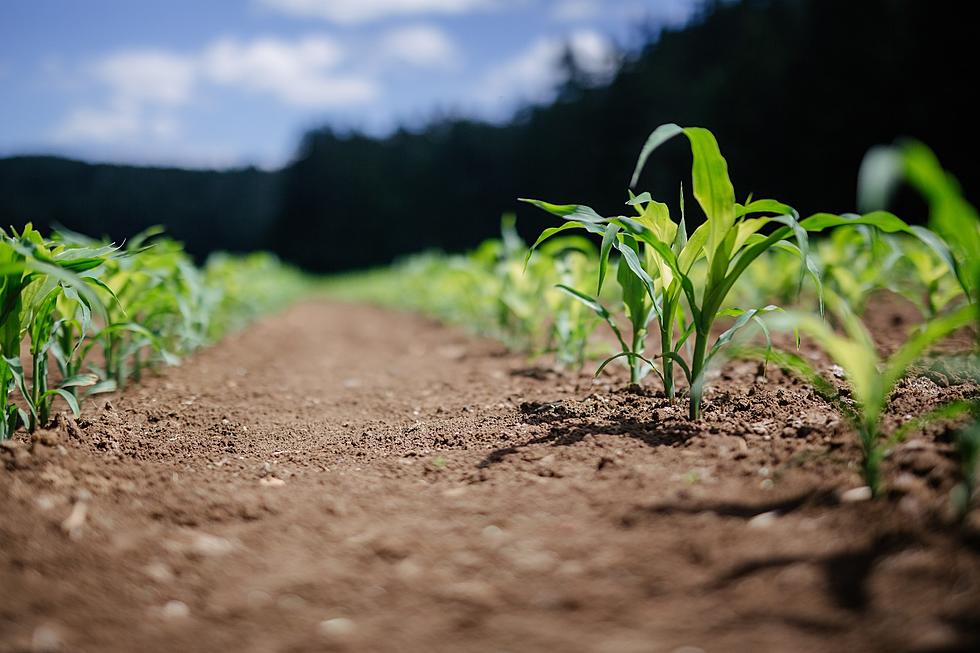 MN Farmers Finalize Crop Plans – Prepare For Wet Spring