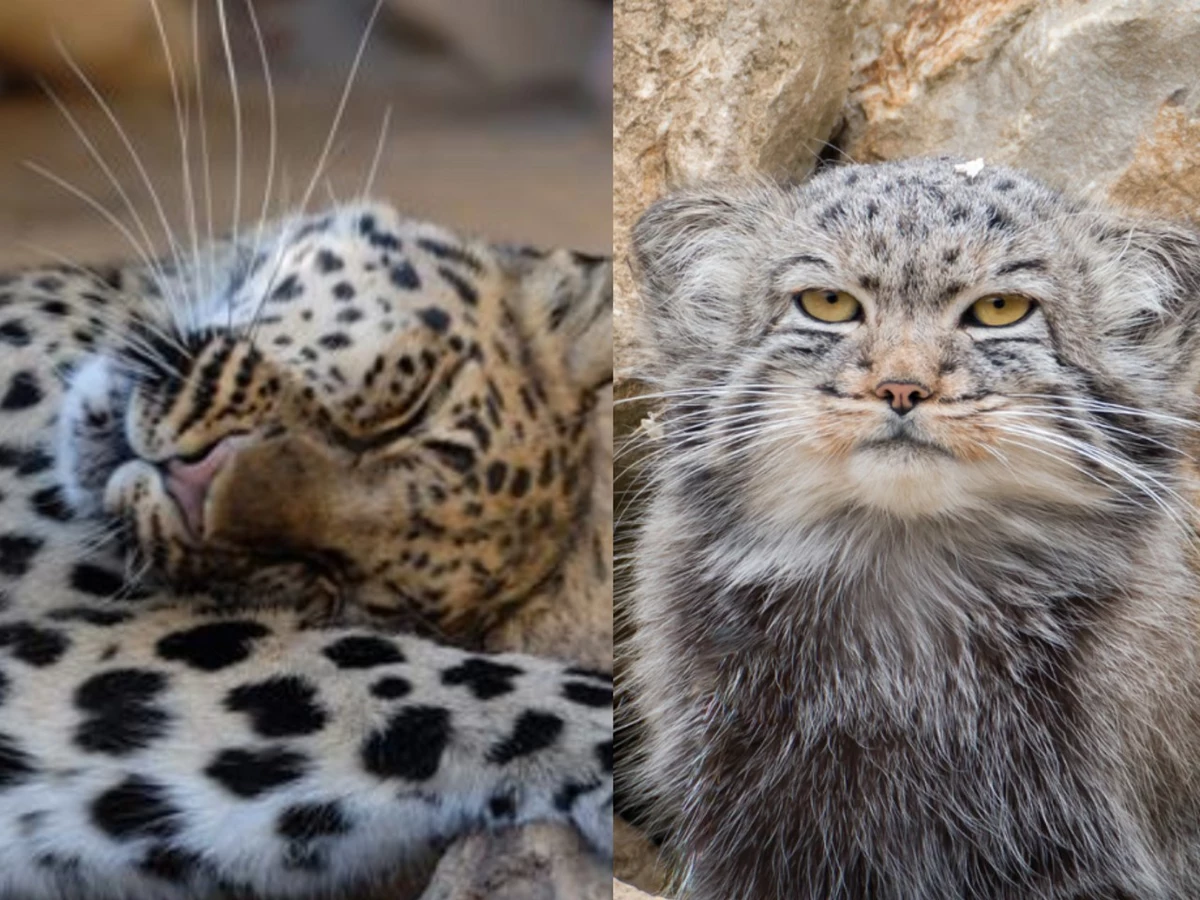 Photo of Hemkerova zoologická záhrada prináša štyri veľké mačky na podporu ochranárskeho úsilia