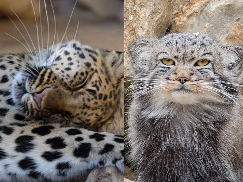 Hemker Zoo Brings In Four Big Cats To Grow Conservation Efforts
