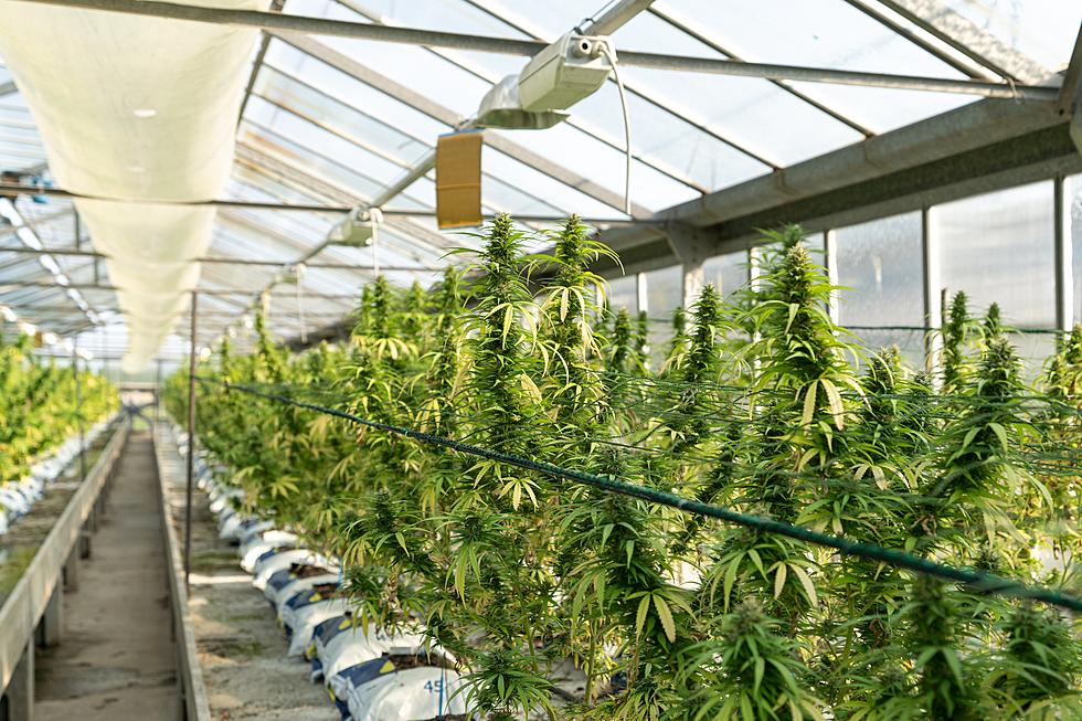 St. Cloud Approves Interim Moratorium on Cannabis Shops
