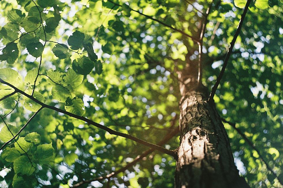 MN GROUP WORKING TO END DUTCH ELM DISEASE