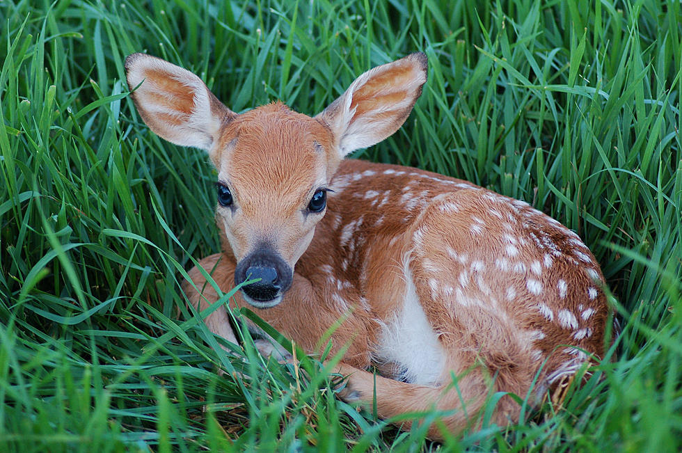 What You Should Do If a Fawn Ends Up in Your Yard