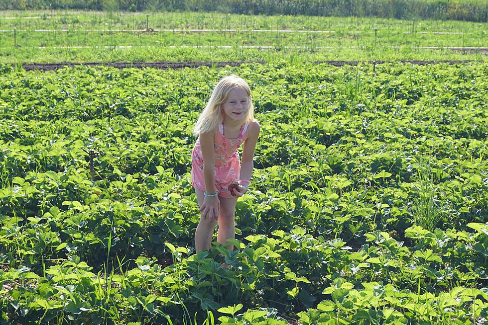 Through Heat and Drought, Local Strawberry Crops Are Ready