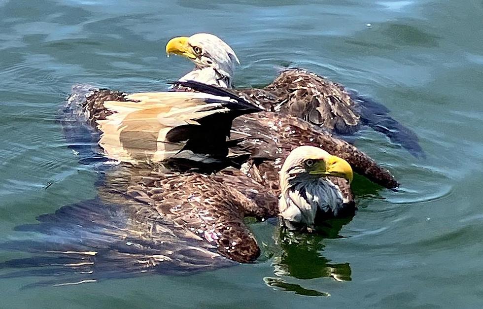 Sheriff’s Deputies Rescue Pair of Eagles in Minnesota Lake