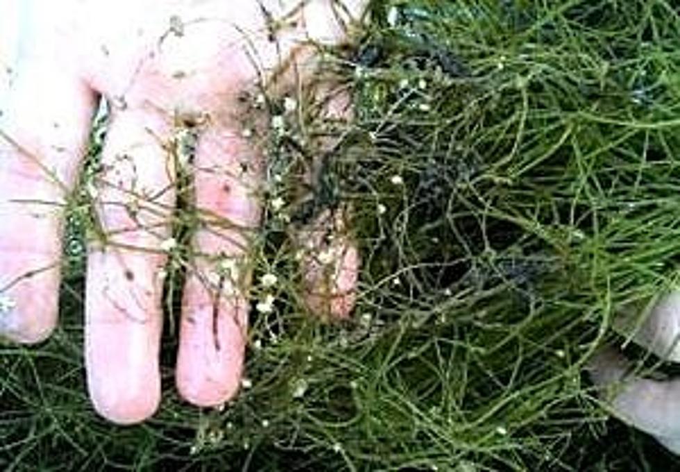 Starry Stonewort Discovered in a Wright County Lake