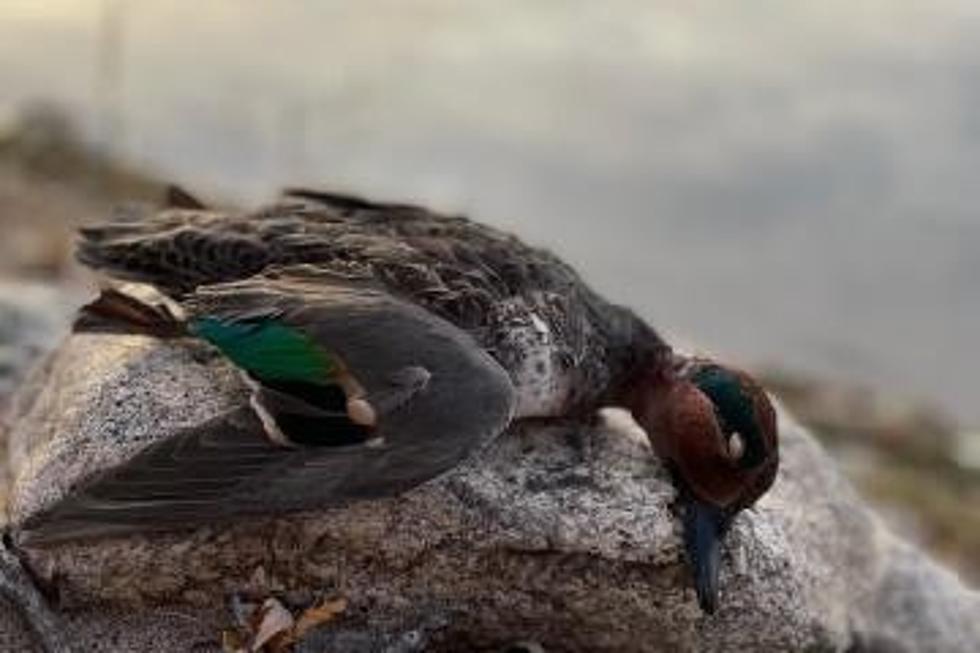 Drought Likely to Affect Waterfowl Hunting in Minnesota