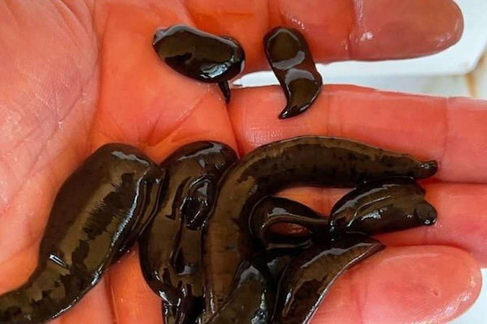 Why Leeches are Harder To Find For Anglers in August