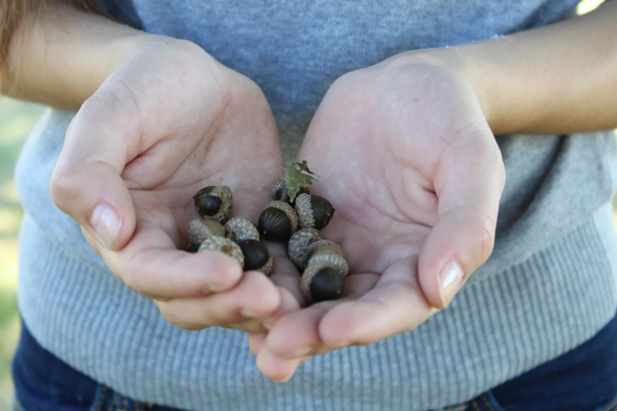 Why are there so many acorns this year in Milwaukee, Wisconsin?