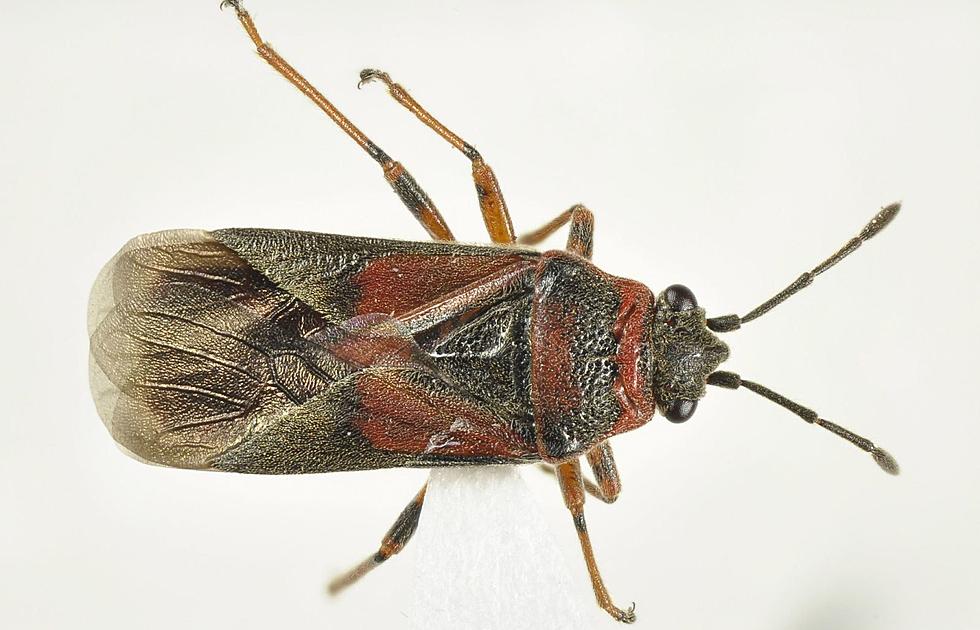 A New Insect May Try to Invade Your Home in Minnesota this Fall