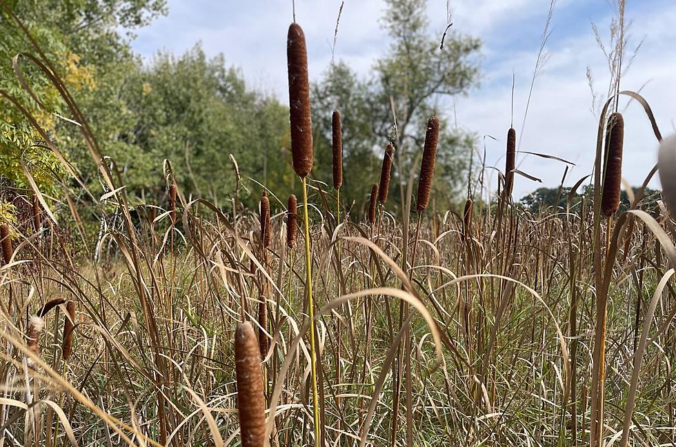 Warmer Weather Expected Next Week in Minnesota