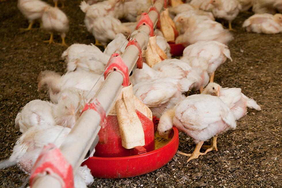 Avian Influenza Confirmed in Meeker County Flock