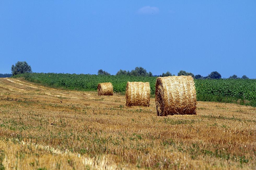 Minnesota’s Hay Crop Surprises Growers
