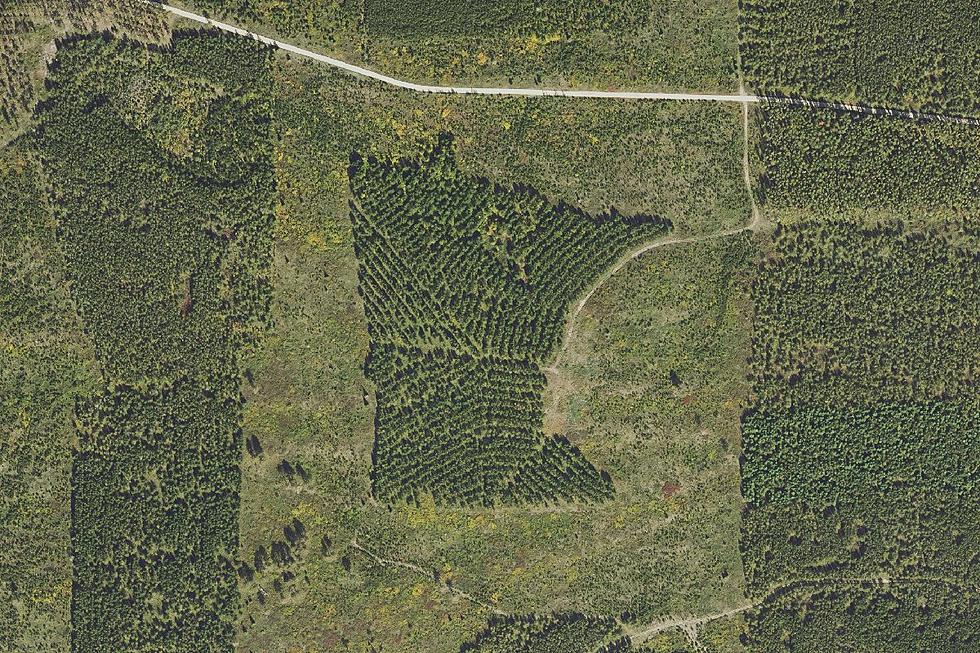 Minnesota’s Pine Forest in the Shape of Minnesota