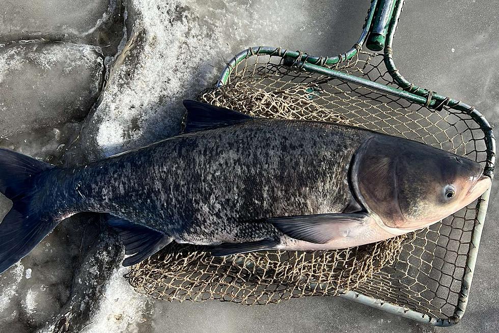 Officials Net Large Number of Invasive Carp in Mississippi River