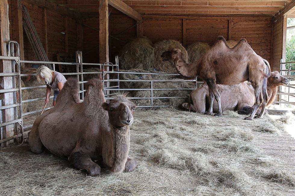 Leaders Investigate Building a Central Minnesota Camel Milk Dairy