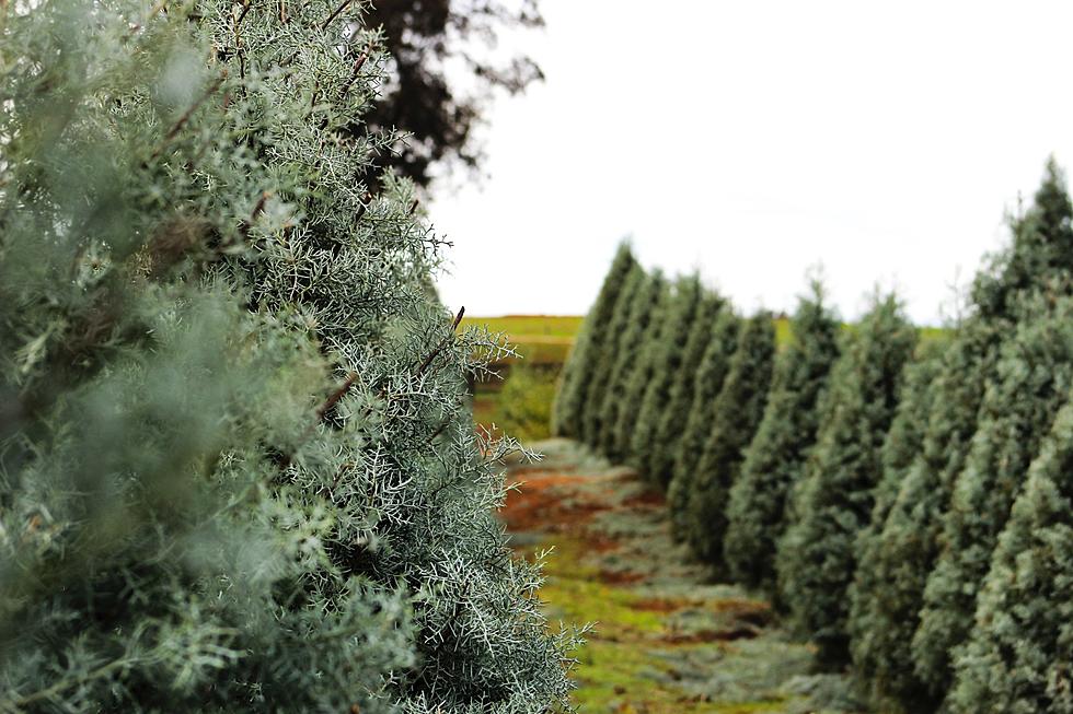 Christmas Tree Supply Short Nationwide – Farmers Debate Planting More