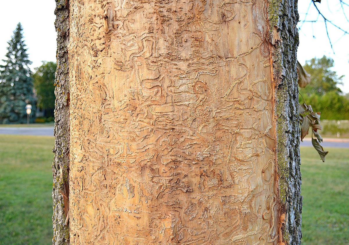 Emerald Ash Borer Discovered in 48th Minnesota County