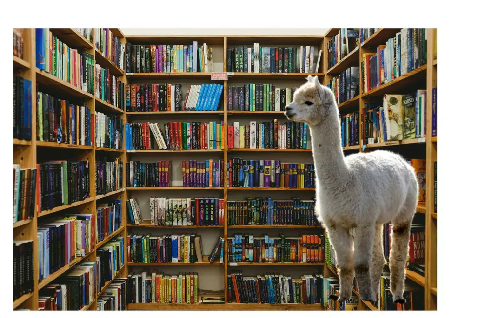 Llama’s Invade Great River Regional Library On Tuesday