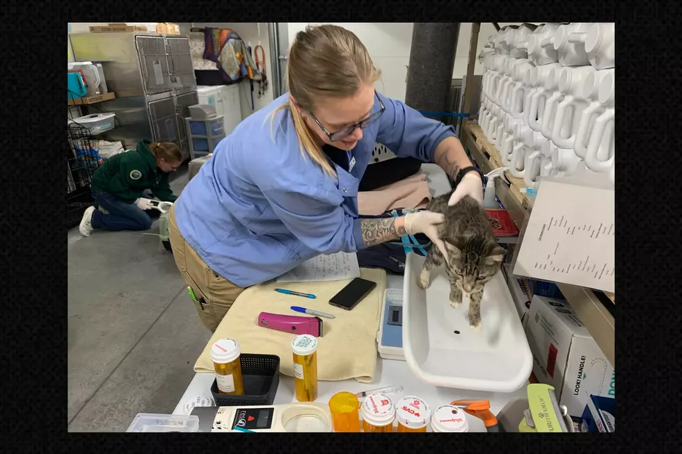 Tri-County Humane Society Treats 93 Cats From Suspected Hoarder