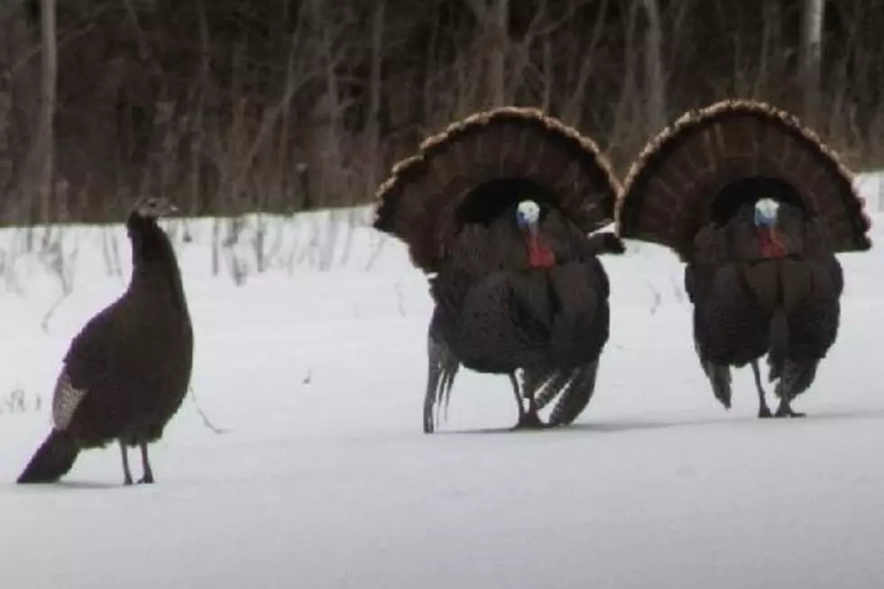What to Know About the Upcoming Wild Turkey Hunt in MN