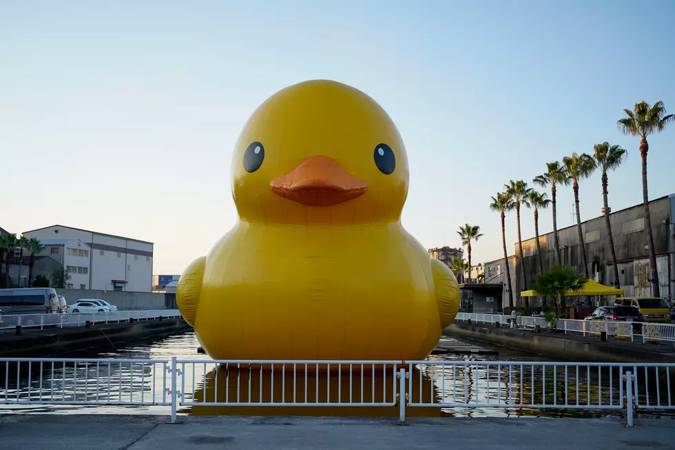 World’s Largest Rubber Duck Swimming Into Princeton