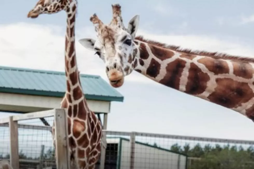 Safari North Wildlife Park Has New And Fan Favs For 2024