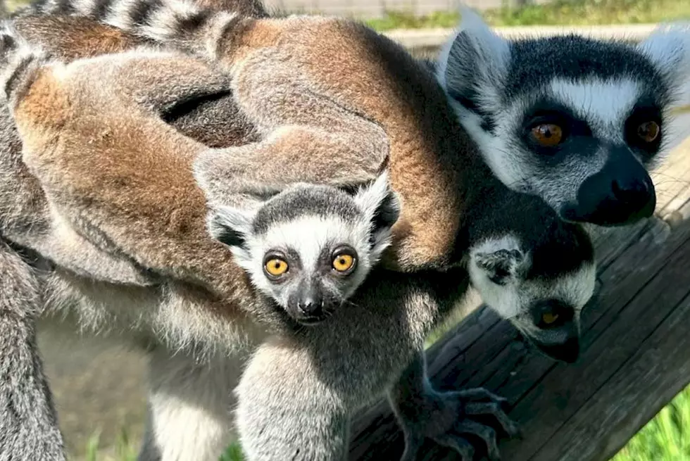 Experience Cuteness Overload At Safari North Wildlife Park&#8217;s Baby Animal Weekend