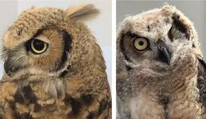 Minnesota’s Raptor Center Seeking Names for Baby Owls