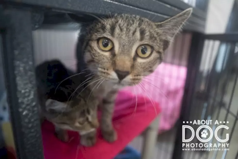 Tri-County Humane Society