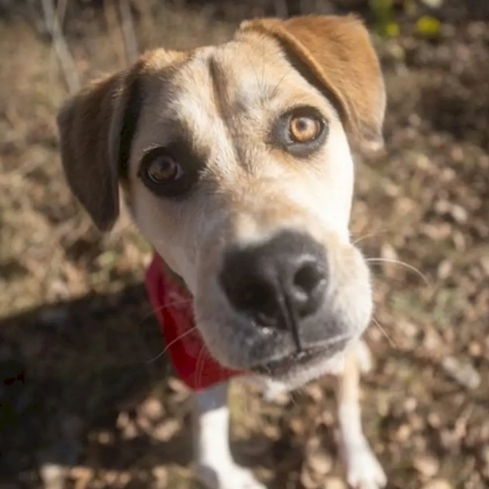 Tri-County Humane Society