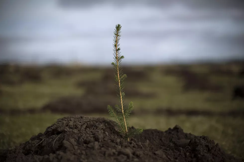 A Forest Is Born